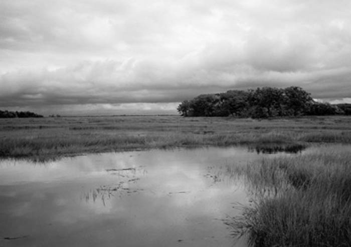 salt_marshscape