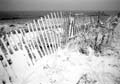 fresh_snow